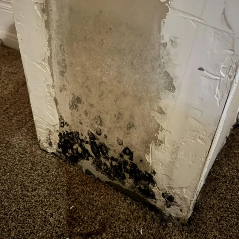 Professional Mold Removal in Plainfield, CT